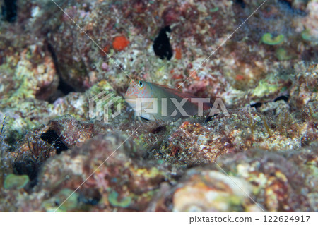 網紋躄魚,小笠原 網紋躄魚,小笠原 122624917