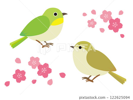 Illustration of a Japanese white-eye, a bush warbler and cherry blossoms 122625094