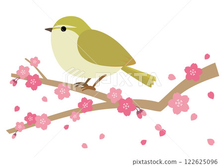一隻日本鶯棲息在櫻桃樹上的插圖 一隻日本鶯棲息在櫻桃樹上的插圖 122625096