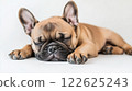 A Bulldog puppy lying down on a white background 122625243
