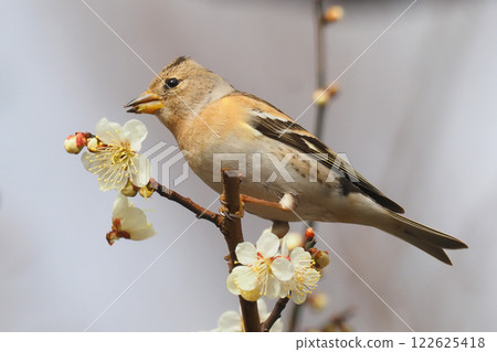 雀科(雌鳥)和梅花 雀科(雌鳥)和梅花 122625418