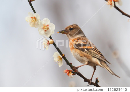 雀科(雌鳥)和梅花 雀科(雌鳥)和梅花 122625440