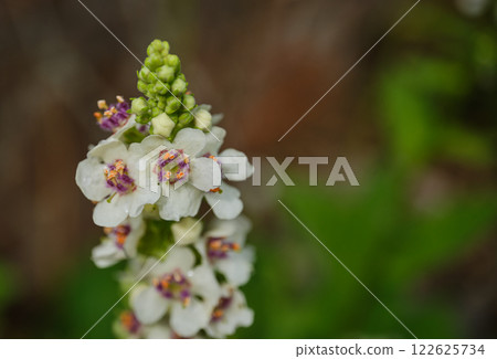 Beautiful flowers blooming gracefully 122625734