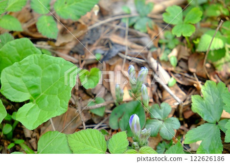 Buds of the Japanese lily [Tsukui, Sagamihara City, April] 122626186