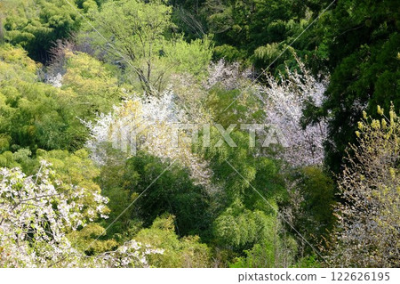 竹林、櫻花、新芽樹木 [相模原市津久井，4月] 122626195
