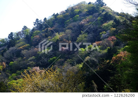 白山的山坡上冒出了新芽 [相模原市津久井 4月] 122626200