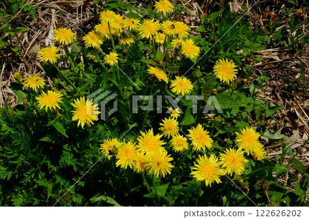 Dandelions blooming [Tsukui, Sagamihara City, April] 122626202