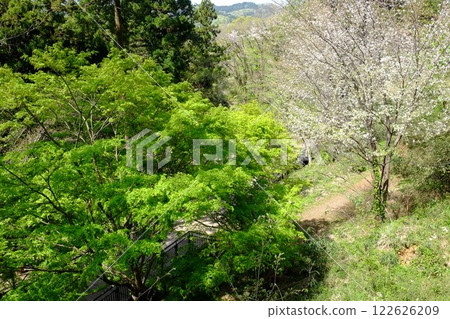 Fresh green maple trees and cherry blossoms on a walking path [Tsukui, Sagamihara City, April] 122626209