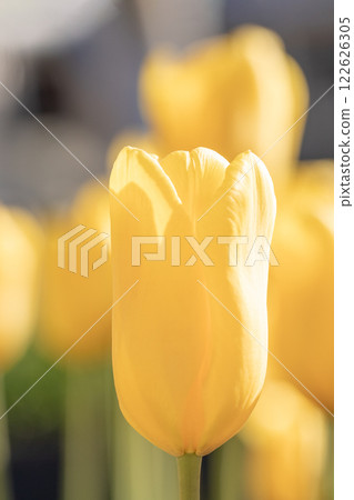 Flowers around the house, various in the four seasons. Beautiful early-blooming tulips have bloomed in the flower bed of the botanical garden. Flowers around the house, various in the four seasons. Beautiful early-blooming tulips have bloomed in the flower bed of the botanical garden. 122626305