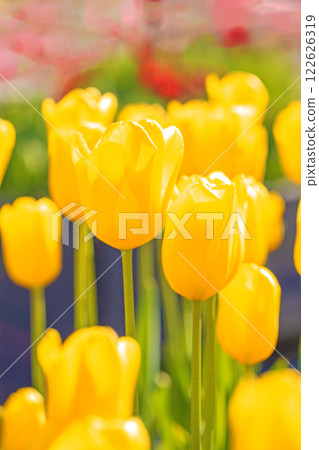 Flowers around the house, various in the four seasons. Beautiful early-blooming tulips have bloomed in the flower bed of the botanical garden. 122626319