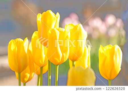 Flowers around the house, various in the four seasons. Beautiful early-blooming tulips have bloomed in the flower bed of the botanical garden. 122626320