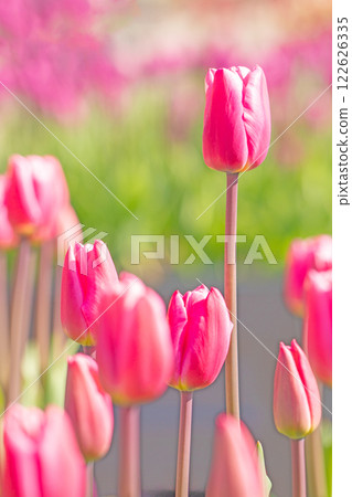 Flowers around the house, various in the four seasons. Beautiful early-blooming tulips have bloomed in the flower bed of the botanical garden. 122626335