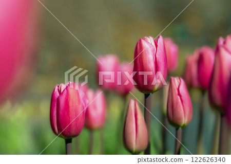 Flowers around the house, various in the four seasons. Beautiful early-blooming tulips have bloomed in the flower bed of the botanical garden. 122626340