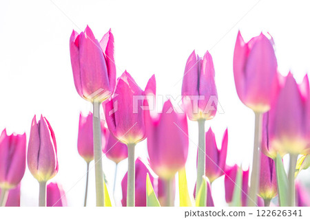 Flowers around the house, various in the four seasons. Beautiful early-blooming tulips have bloomed in the flower bed of the botanical garden. Flowers around the house, various in the four seasons. Beautiful early-blooming tulips have bloomed in the flower bed of the botanical garden. 122626341