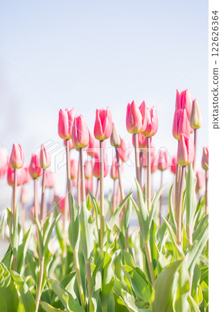 Flowers around the house, various in the four seasons. Beautiful early-blooming tulips have bloomed in the flower bed of the botanical garden. 122626364