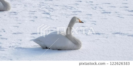 Swan on Ice Whooper Swan Big Swan Swan on Ice Whooper Swan Big Swan 122626383