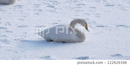 冰上天鵝 大天鵝 大天鵝 122626386