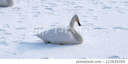 Swan on Ice Whooper Swan Big Swan 122626389