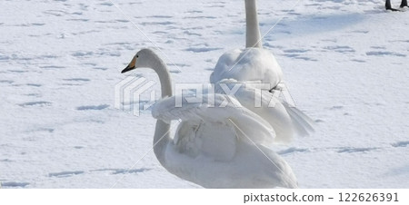 冰上天鵝 大天鵝 大天鵝 冰上天鵝 大天鵝 大天鵝 122626391