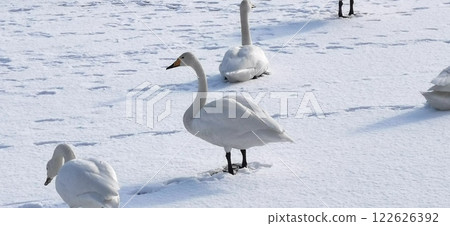 冰上天鵝 大天鵝 大天鵝 冰上天鵝 大天鵝 大天鵝 122626392