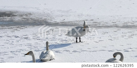 冰上天鵝 大天鵝 大天鵝 冰上天鵝 大天鵝 大天鵝 122626395