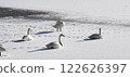Swan on Ice Whooper Swan Big Swan 122626397