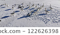 Swan on Ice Whooper Swan Big Swan 122626398