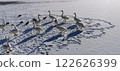 Swan on Ice Whooper Swan Big Swan 122626399