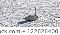 Swan on Ice Whooper Swan Big Swan 122626400