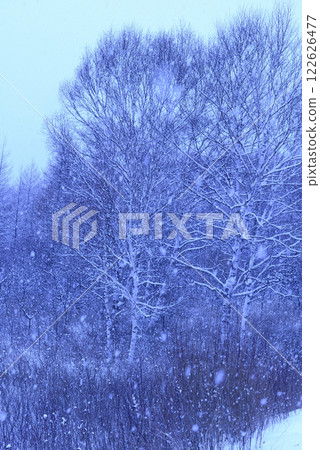 Senjogahara in winter 122626477