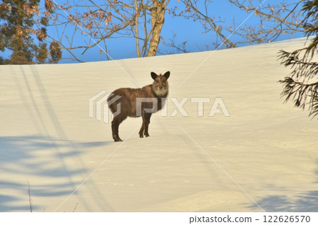 Japanese serows inhabiting snowy mountains 122626570