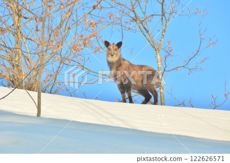 Japanese serows inhabiting snowy mountains 122626571