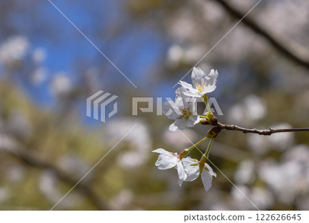 Beautiful cherry blossoms shining in the spring sunshine 122626645