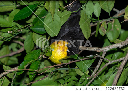 Ogasawara giant foxes eating crops, endemic to Ogasawara 122626782