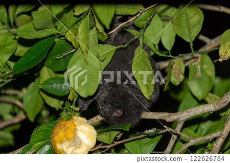 Ogasawara giant foxes eating crops, endemic to Ogasawara 122626784