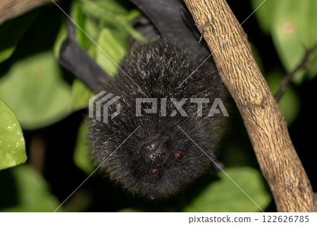 Ogasawara giant fox, endemic species, Ogasawara 122626785