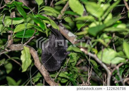 Ogasawara giant fox, endemic species, Ogasawara 122626786