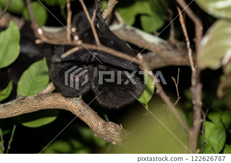 Ogasawara giant fox, endemic species, Ogasawara 122626787