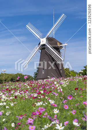 鶴見綠地公園：風車和大波斯菊 122626896