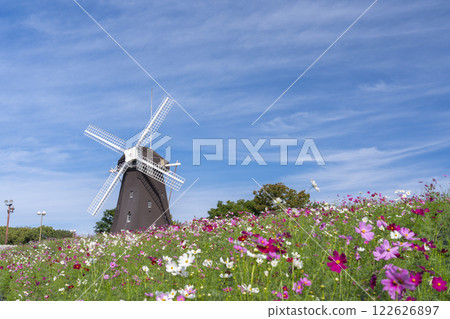 鶴見綠地公園:風車和大波斯菊 鶴見綠地公園:風車和大波斯菊 122626897