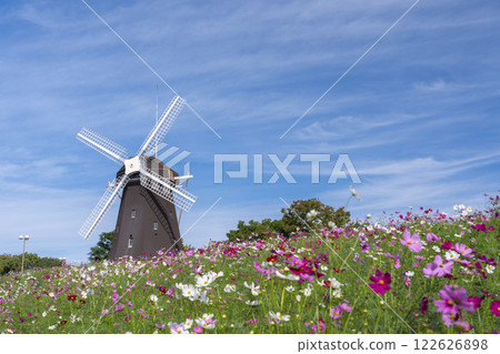 鶴見綠地公園:風車和大波斯菊 鶴見綠地公園:風車和大波斯菊 122626898