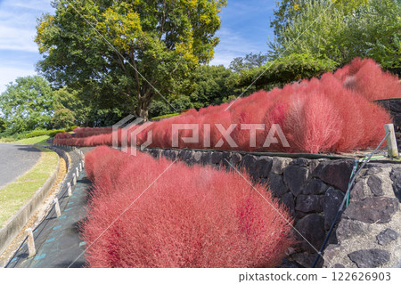 Tsurumi Ryokuchi Park Kochia 122626903