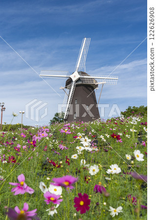 鶴見綠地公園：風車和大波斯菊 122626908