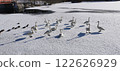 Swan on Ice Whooper Swan Big Swan 122626929