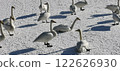 Swan on Ice Whooper Swan Big Swan 122626930