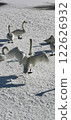 Swan on ice Whooper swan Big swan Flapping wings 122626932
