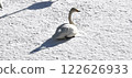Swan on Ice Whooper Swan Big Swan 122626933