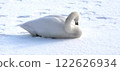 Swan on Ice Whooper Swan Big Swan 122626934