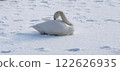 Swan on Ice Whooper Swan Big Swan 122626935
