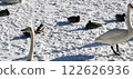Swans on Ice Whooper Swan Big Swan and Ducks 122626936